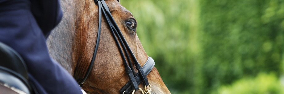 Reitstunden, Reiten lernen
