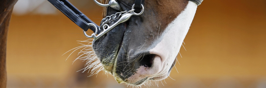 Schnuppern im Reitclub