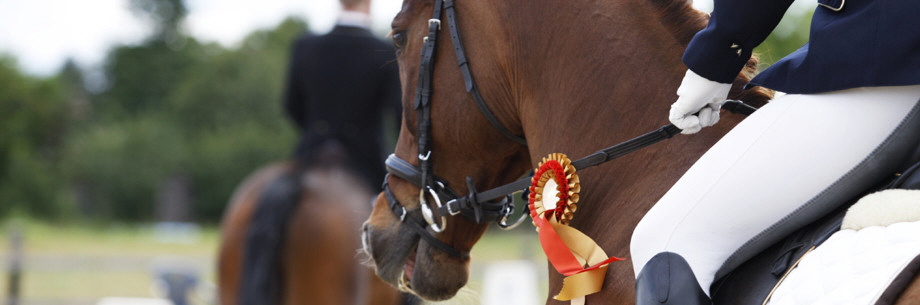 Pferde und Ponys